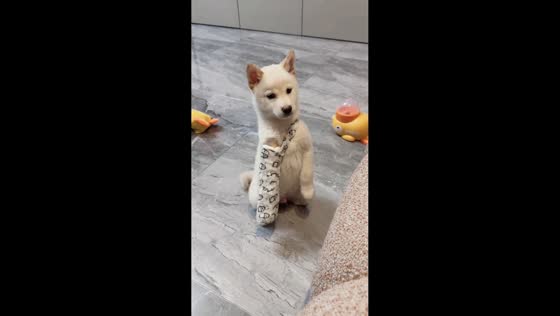 Shiba Inu follows command while balancing on hind legs in Tianjin, China