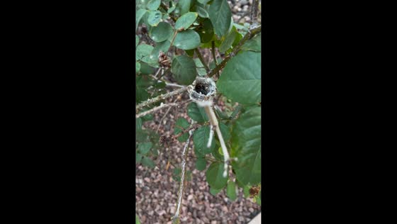 Hummingbird chicks huddle together in tiny nest in Cave Creek, Arizona, USA