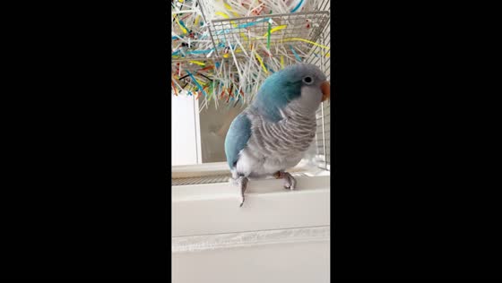 Parakeet mimics walnut rubbing sounds in cage in Jilin, China