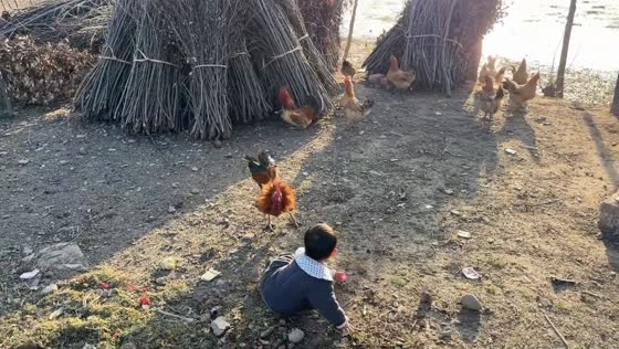 Rooster suddenly attacks boy causing fall in Jiangsu, China