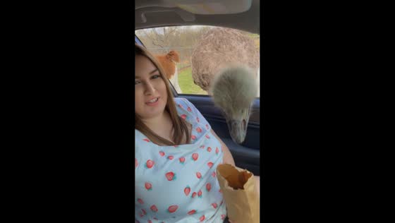 Ostrich reaches into car window during safari encounter in Missouri, USA