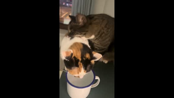 Playful biting between two cats in Heilongjiang, China
