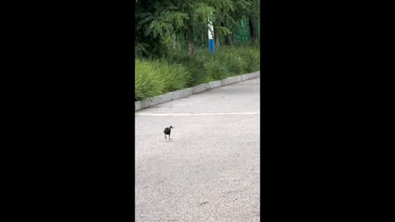 Flightless bird sprints then slows down on a road in Liaoning, China