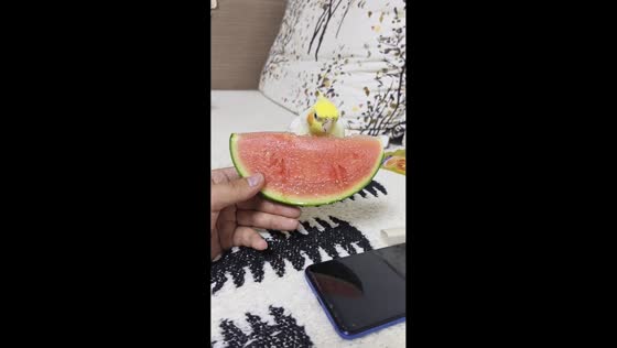 Cockatiel gently pecks at watermelon slice in Shandong, China