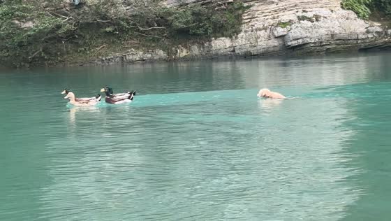 Funny dog chasing ducks in Hunan, China