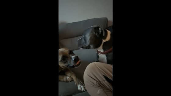 Brotherly love between two dogs in Las Vegas, Nevada, USA