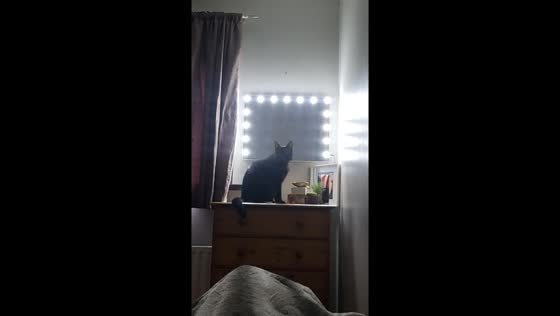 Black cat turns on vanity light to wake owner in Wexford, Ireland