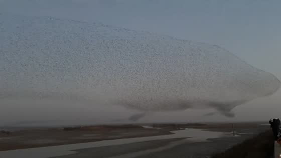 Stunning bird murmuration lights up skies in Shandong, China