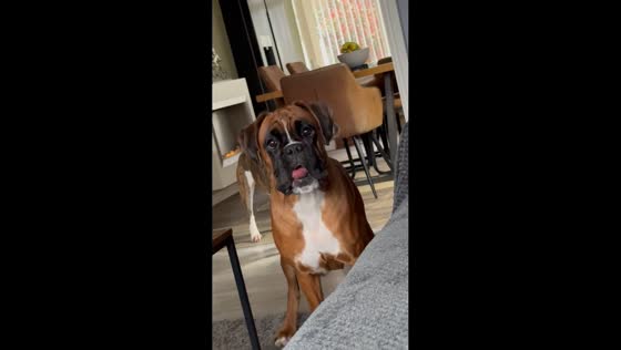Lilly the boxer wiggles her tongue with excitement for a toy in Leeds, England, UK