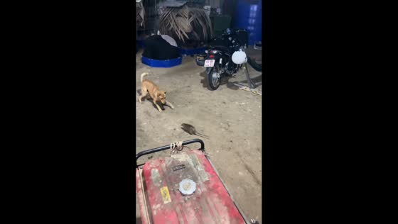 Pet dog chased by rat in Tiền Giang, Vietnam