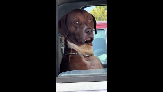 Labrador Retriever sits calmly in a Ford Ranger in Lawson, Missouri, USA