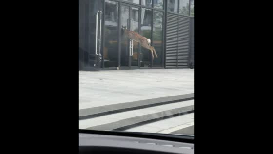 Deer charges glass door and bounces back in Anhui, China