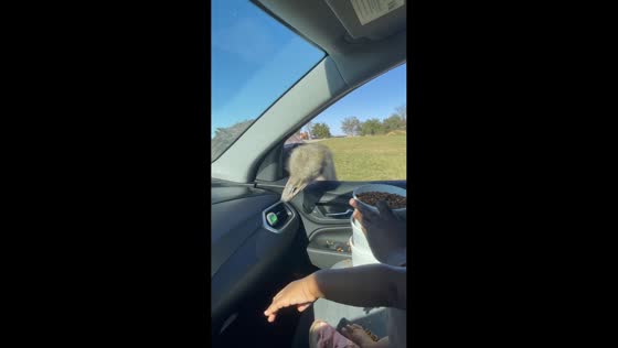Ostrich grabs car freshener instead of food in Tennessee, USA