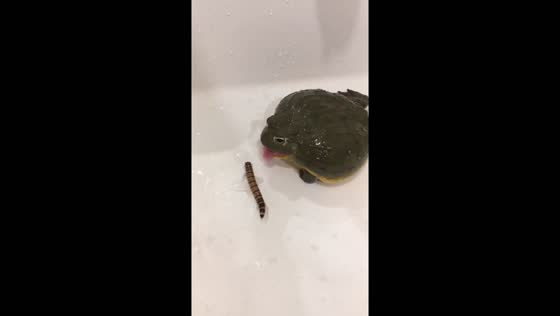 Japanese frog struggles to catch worm until help arrives