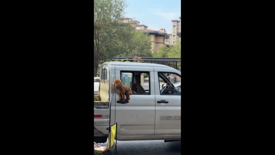 Dog adorably watches owner while perched on pickup truck door in Shaanxi, China