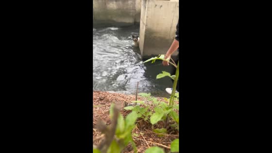 Man rescues dog stuck under bridge in Sichuan, China