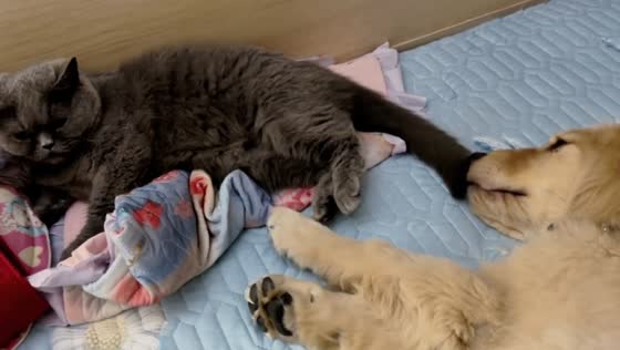 Cat and golden retriever engage in playful scuffle on bed in Beijing, China