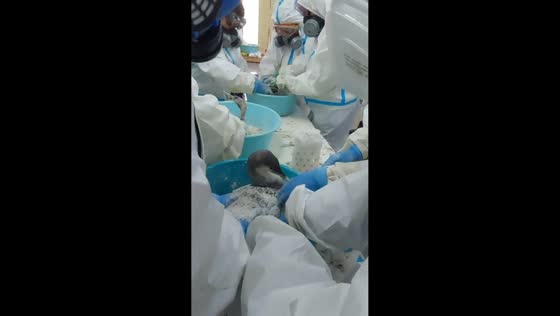Overcrowded bird rescue center struggles to care for oil spill victims in Anapa, Russia