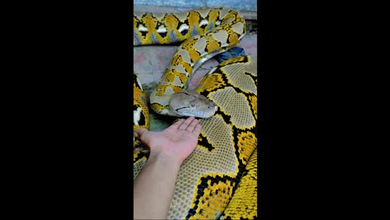 Calm reticulated python reacts to owner in Subang, Java, Indonesia