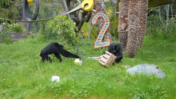 Cheeky party guest steals snacks at Oakland Zoo siamang's 28th birthday