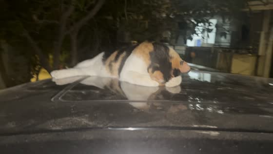 Calico cat adorably sleeps in an unusual position on a vehicle in Fujian, China