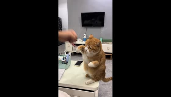 Cat playfully dodges air jabs in boxing pose in Shanghai, China