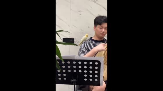 Parrot sings along with pipa music in Zhejiang, China