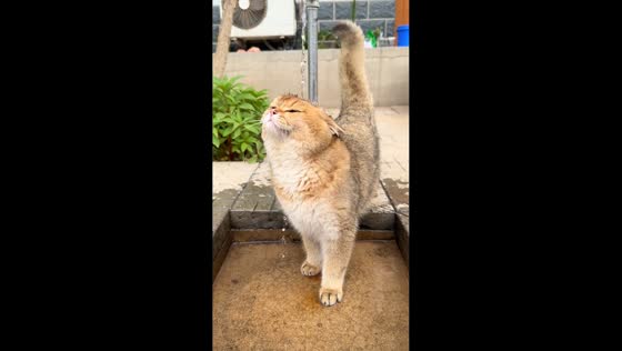 Cat enjoys backyard shower in Hebei, China