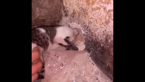 Cat rescued after getting head stuck in wall hole