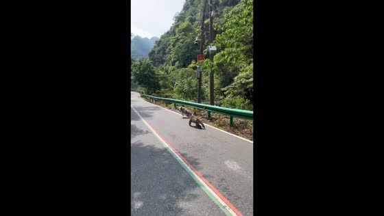 Monkey chases dog along road in Anhui, China