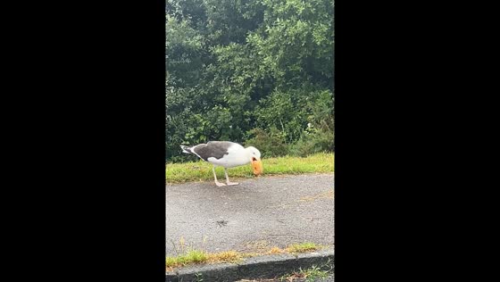 Seagull swallows whole donut in Dorset, UK