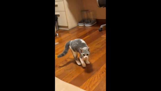 Timid cat playfully dodges and returns to owner in Gansu, China