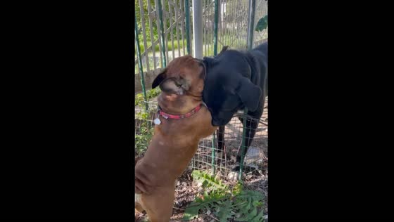Dacha pals: bulldog buddies playfully connect through barrier