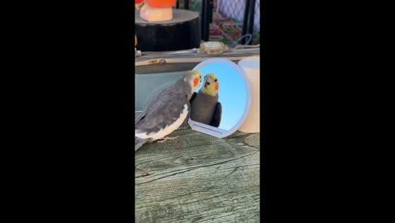 Parrot curiously interacts with its reflection in Jilin, China