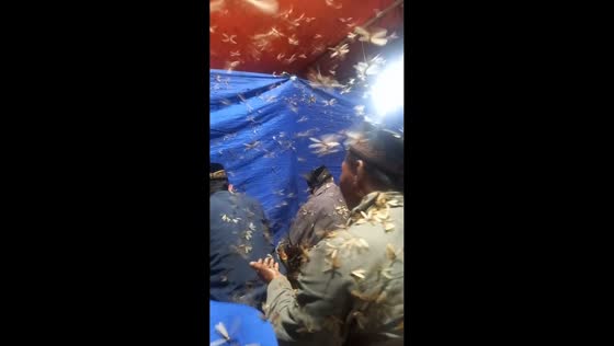 Termites flying around during prayer in Ponorogo, Indonesia