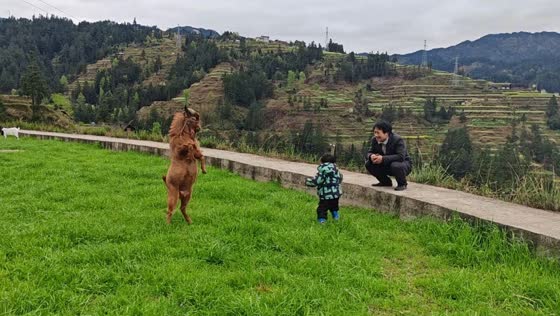 Child laughs as playful goat hops in Guizhou, China