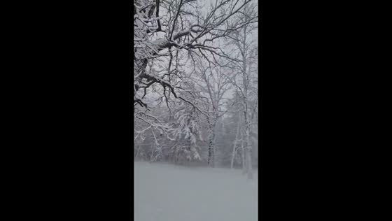 Heavy snowfall blankets Black's Grove Park in Otter Tail, Minnesota, USA