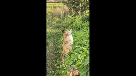 Two curious cats hilariously pose like meerkats in Fujian, China
