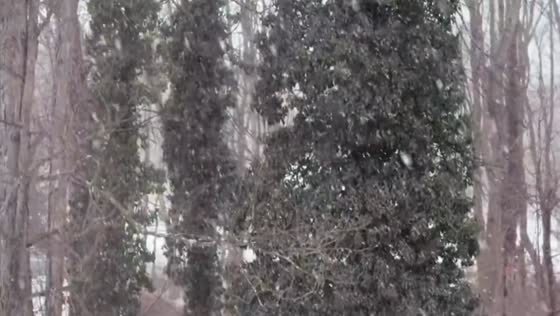 Steady snowfall intensifies in Trumbull, Connecticut, USA