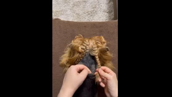 Dog enjoys crocheting: grooming and fun in Kyiv