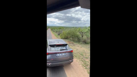 Rare leopard sighting on road in Mpumalanga, South Africa