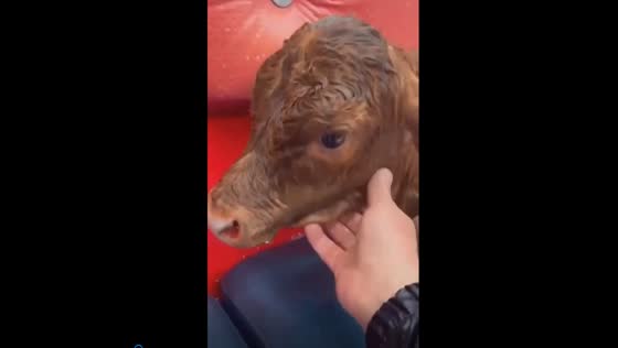 Heroic rescue: man saves stranded calf from torrential floods in Dagestan