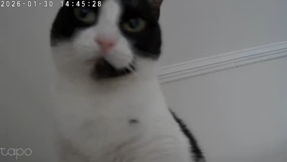 Cat knocks over camera in Pátra, Greece