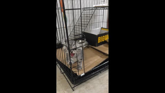 Kitten struggles to exit cage in Chongqing, China
