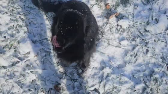 Dog enjoys snowfall in the Smoky Mountains, Appalachia, USA