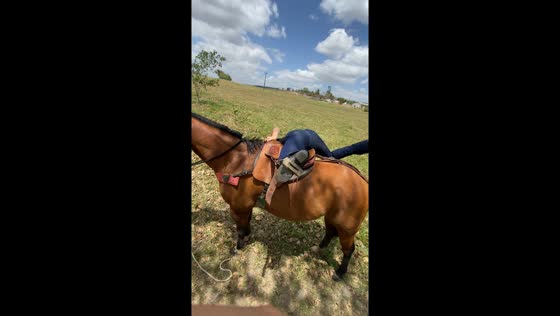 Person films friend's struggle to mount a horse in Anadia, Portugal
