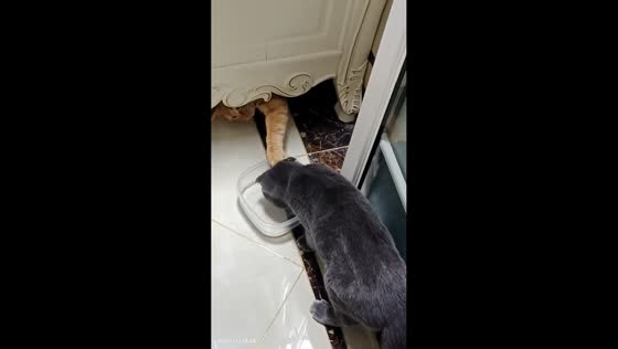 Cats fight over water bowl in Hebei, China