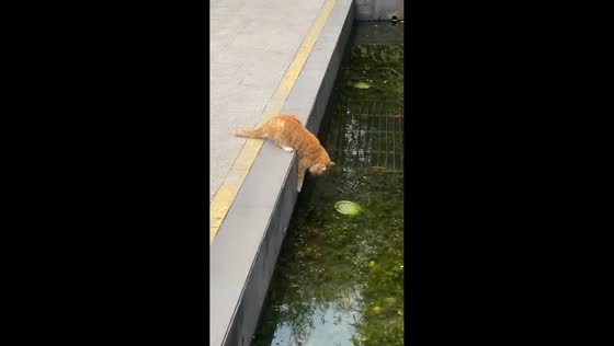 Cat drinks water in a unique way in Sichuan, China