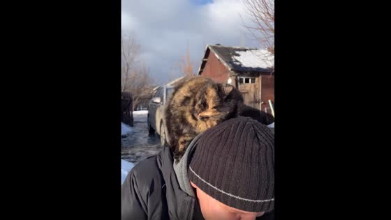 The clingy cat rub against the stranger's head.