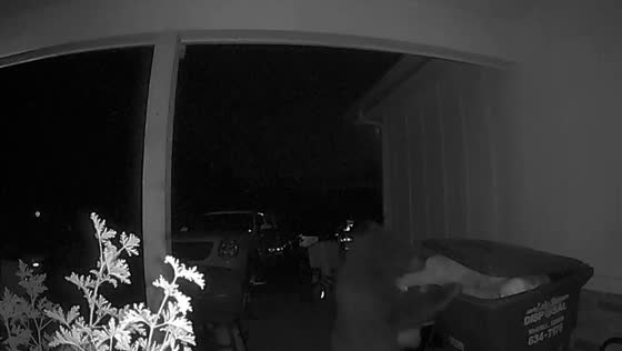 Bear scavenges food from trash bin in Cascade, Idaho